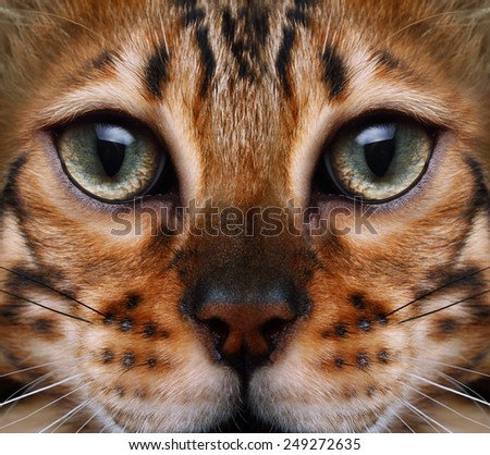 Bengal cat looking to the top, cat head close up.