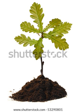 Small oak tree