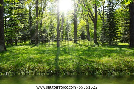 Green forest near river in sunny day