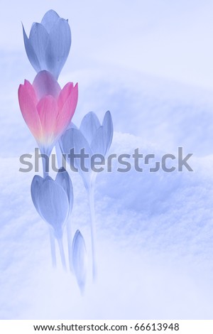 Spring flowers over blue snow.