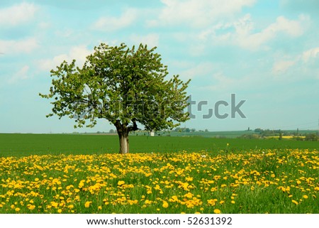 dandelion meadow and tree
