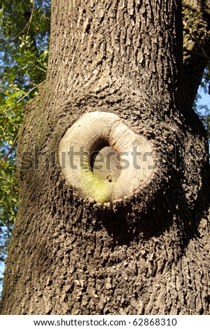 old tree and branch hole in fall