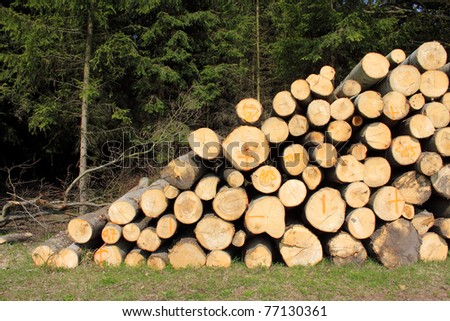 cut tree log forest