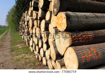 cut tree log forest