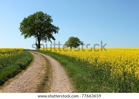 tree path yellow rapeseed canola field and blue sky
