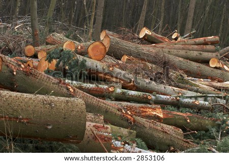 Cut trees in a forest that was destroyed by a terrible storm