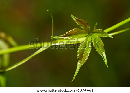 Small Leaf Ivy