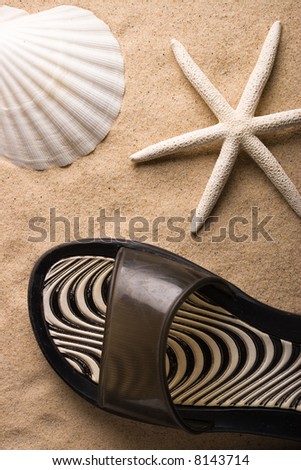 A white sea star, a shell and a sand shoe