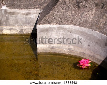 Water rose in a old concrete pond with dirty water