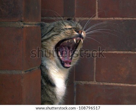 Tabby cat yawning showing teeth