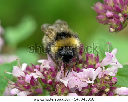 Bee on a oregano plant