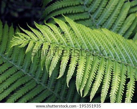 New fern fronds in spring