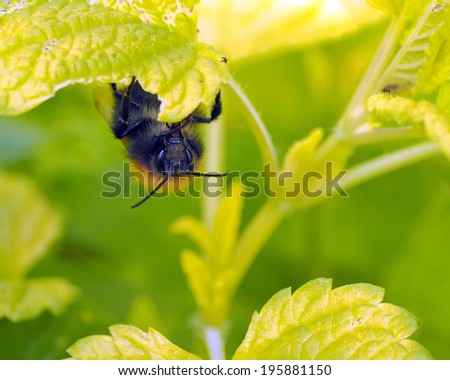 Bee on lemon balm plant leaf