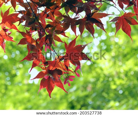 Red Japanese maple tree