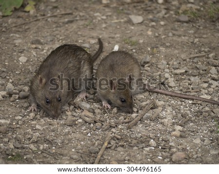 Brown rats