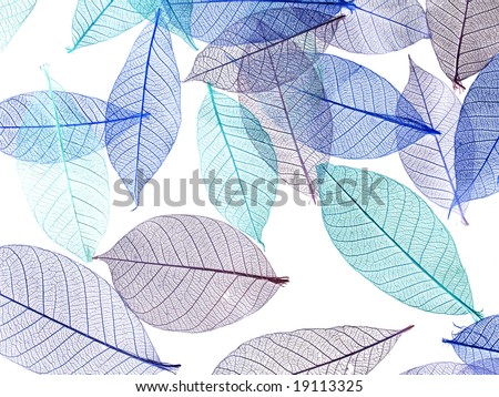 Skeleton leaves scattered on white