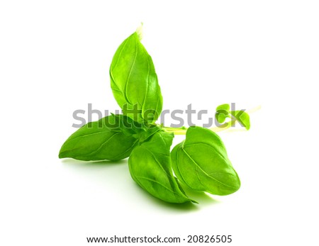 Basil Leaf Clipart