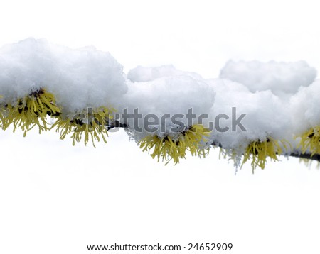 Branch of witch hazel in winter snow