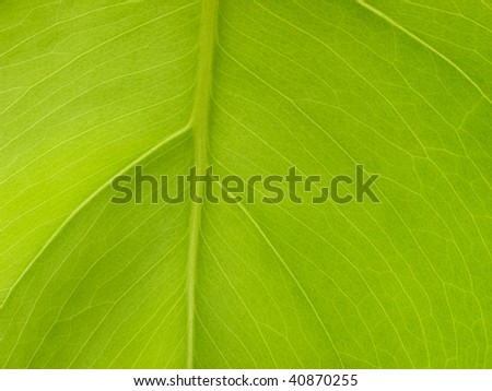 New rubber plant green leaf