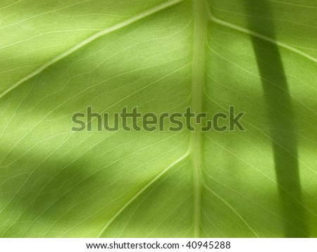 New rubber plant green leaf