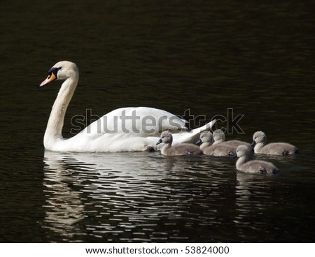 newly hatched signets with parent