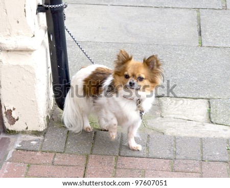 pet dog tethered to a shop