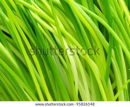Growing Chives