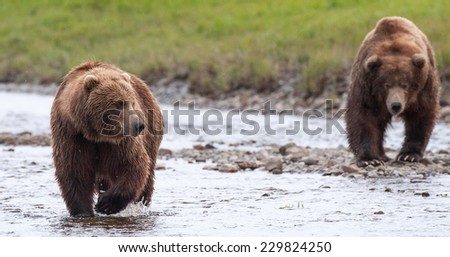 Female brown bear being followed (stalked) by large male brown bear during mating season