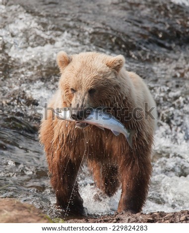 Brown bear running toward photographer with salmon