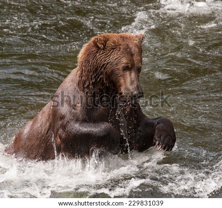 Brown bear jumping in stream after a salmon, splashing