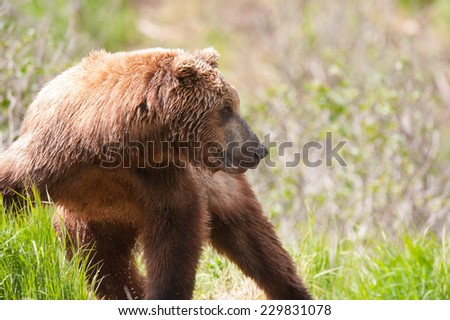 A large male brown bear turns to look back at another large bear
