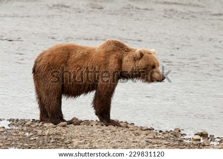 Brown Bear at the edge of a stream looking into the water for salmon