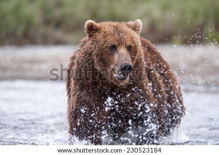 Brown Bear running through stream chasing salmon