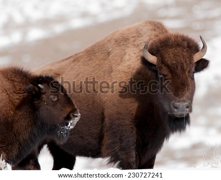 Bison cow and calf in cold winter weather in Yellowstone National Park