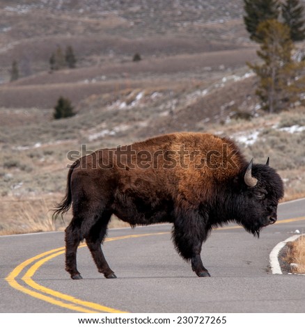 Large bison stands in the road daring cars to try to make him move in Yellowstone National Park, winter