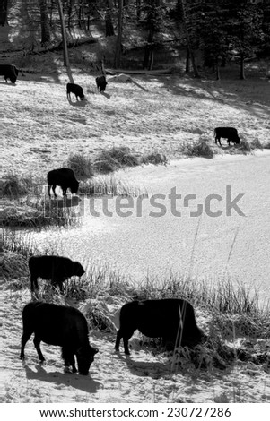 Black and white of bison herd at the edge of a frozen body of water, searching for a better feeding ground
