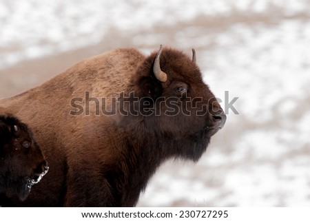 Bison cow and calf in cold winter weather in Yellowstone National Park, breath showing because of cold tempuratures