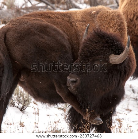 Large male bison cleaning ice clumps from rear legs, Yellowstone National Park in winter