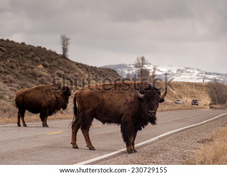Two bison block traffic going both directions on the road in Teton National Park