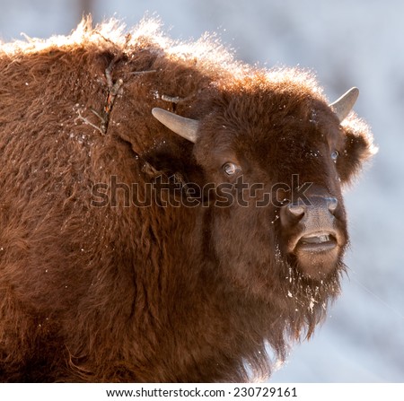 Young bison looks at photographer with a sideways glance, Yellowstone National Park in winter