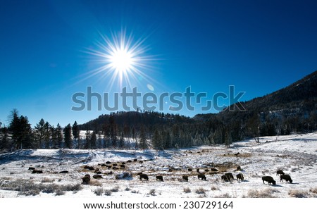 Herd of bison with the sun shining down on them, Yellowstone National Park in winter