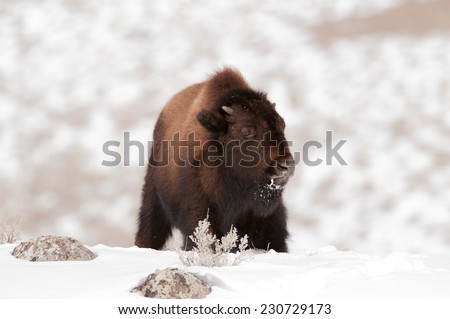 Young bison calf looks to the right, Yellowstone National Park in winter