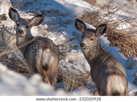 Two young mule deer interact with each other