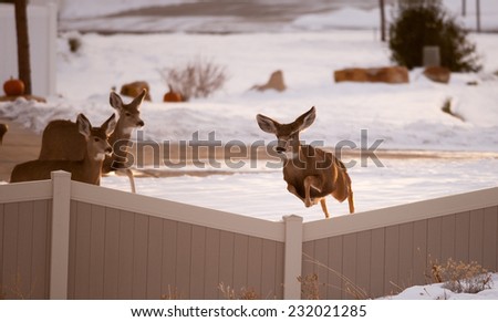 Mule Deer in urban area jumping over fences