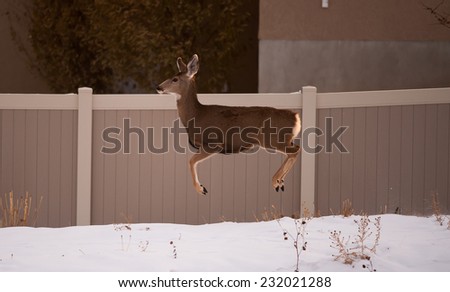 Mule Deer in urban area jumping over fences