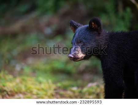 A very young black bear (Coy) pauses to look back toward the photographer