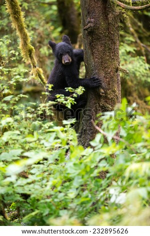 Black Bear cub (coy) climbing down a tree like a monkey, looking at the camera