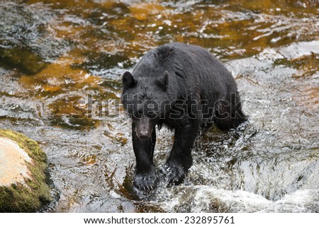 A black bear perches on a rock in the middle of a river, searching for salmon