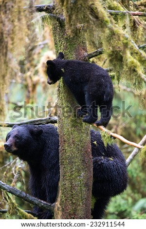 A black bear mother and cub  in a tree, cub is looking at mother from tree branch above