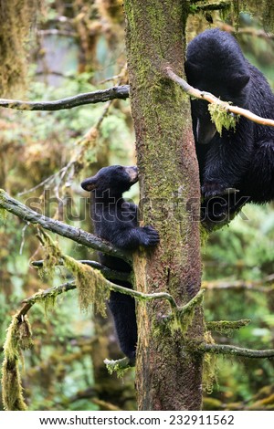A mother black bear and her cub in a tree, appearing to be playing peek-a-boo from opposite sides of the tree